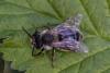 Andrena sp.
